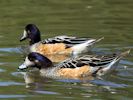 Chiloe Wigeon (WWT Slimbridge July 2013) - pic by Nigel Key